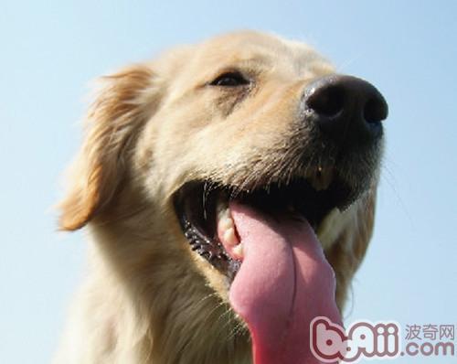 狗狗牙结石非常严重怎么办-