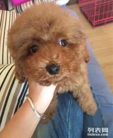 泰迪犬疫苗打多少毫升