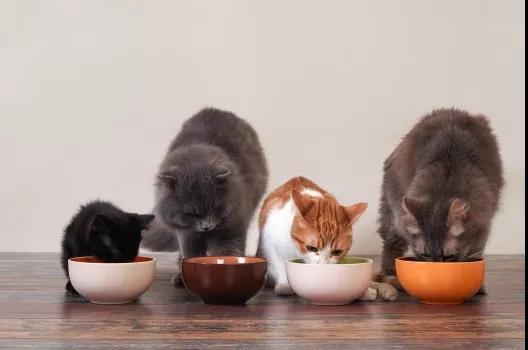 如何增加猫食欲和营养