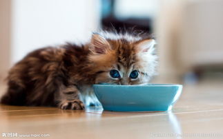 新买的小猫多久可以适合新环境