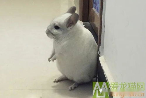 龙猫怀孕后期体重变化