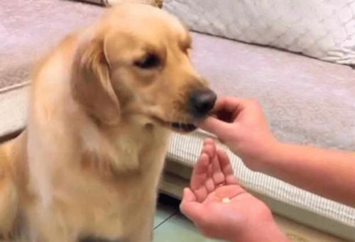 狗着凉拉稀呕吐
