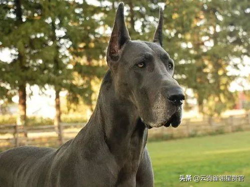 十大适合家养的超大型犬
