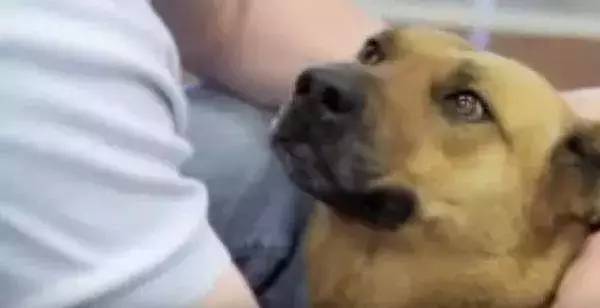 狗多久能忘记一个人