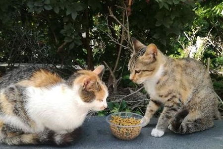 收养流浪猫会有福报吗