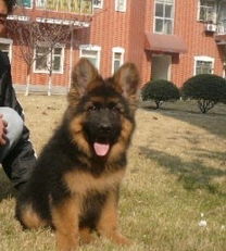 德国牧羊犬髋关节e肘关节三级允许不允许终身繁殖