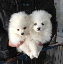 怎样挑博美幼犬