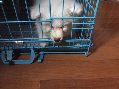 犬瘟能吃阿莫西林的药吗-