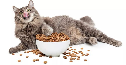 预防猫结石的猫粮有哪种