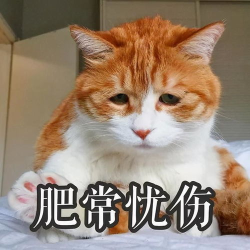 猫咪不同年龄段重量