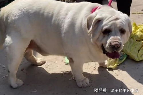 大型拉布拉多多少斤