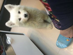 狗狗得狗瘟能活多久