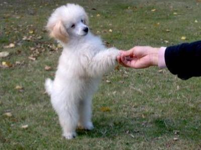 贵宾犬标准体重比例