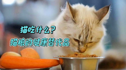 喂猫吃猫粮