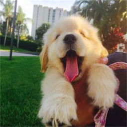 金毛幼犬感冒会自己好吗