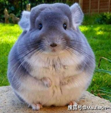 龙猫幼崽体重下降