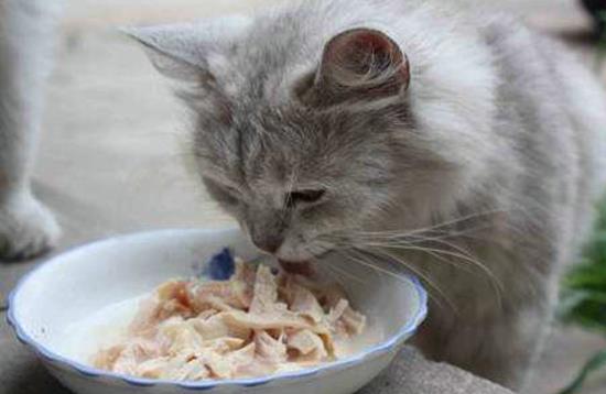 孕猫食谱