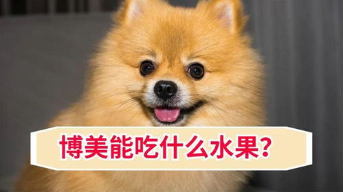博美犬能吃什么食物和水果