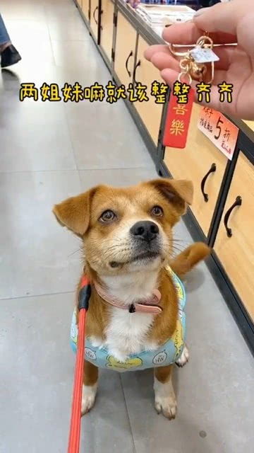 石家庄允许的36种狗