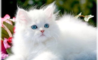 满月的猫咪吃猫粮吐了