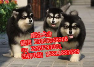 哪里有卖阿拉斯加犬