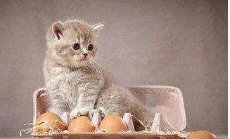 生鸡蛋喂猫