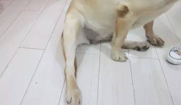 狗关节炎能治愈吗