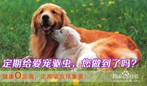 狗狗体内驱虫都是啥虫