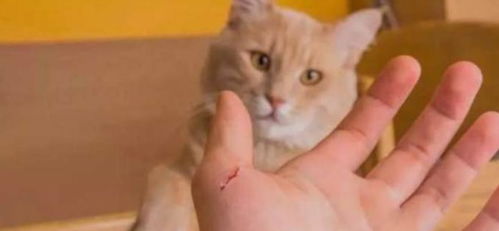 猫得狂犬病多久发病