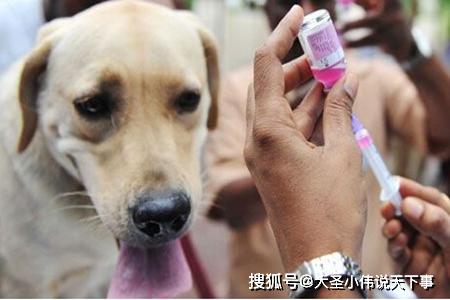 狗狗打狂犬疫苗多久在体内生效