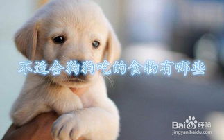 狗狗有哪些不能吃的食物