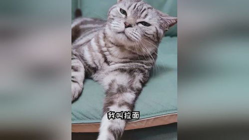 猫不能吃啥-