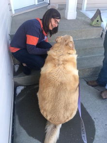 小狗的体重是多少正常