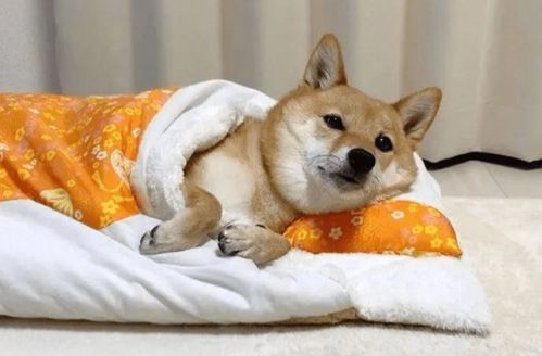 狗狗受凉又拉又吐