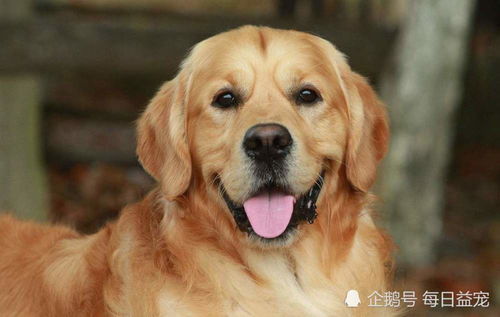 狗狗体重喂食公式