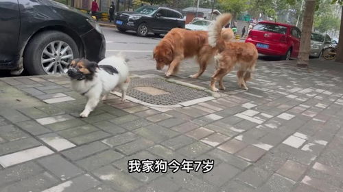 小狗做体检需要多少钱