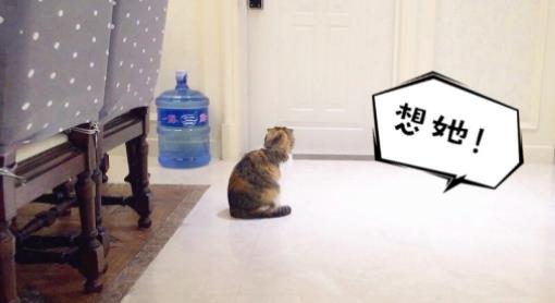 主人出门后猫咪一直守着门口