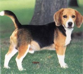 比格犬几岁会变乖