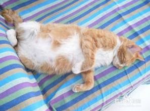 猫怀孕多久肚子会鼓起来