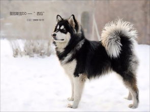 阿拉斯加雪橇犬攻击性强吗