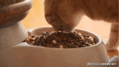 玻璃胃的猫吃什么粮