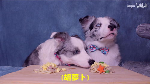 宠物狗的品种有哪些及及名称