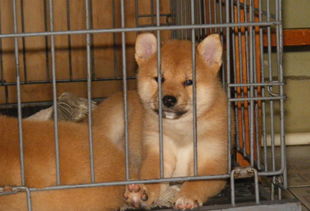 成年公柴犬体长多少