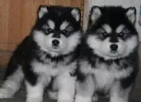 阿拉斯加犬一个月吃多少
