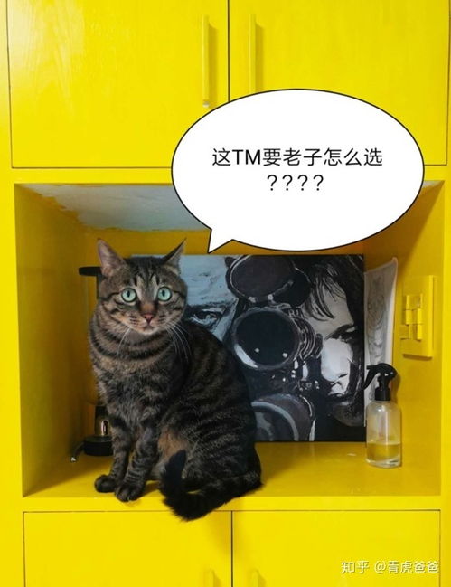 家猫多久做一次体内驱虫