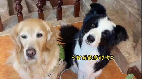 智商较高的犬