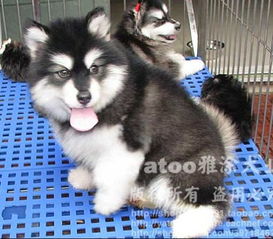 阿拉斯加犬级别