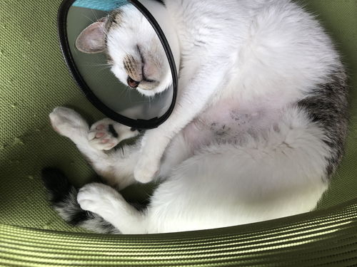 猫咪流产后需要注意什么