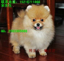 博美幼犬多久不乱尿