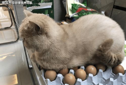 猫可以吃熟鸡蛋么